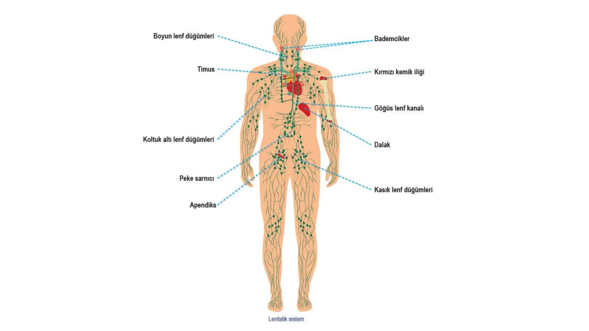 # Lenf Dolaşımı

1. Kılcal damarların atardamar ucundan boşluğa geçen sıvının tamamı, toplardamar ucundan
kılcala geri emilemez ve bazı küçü