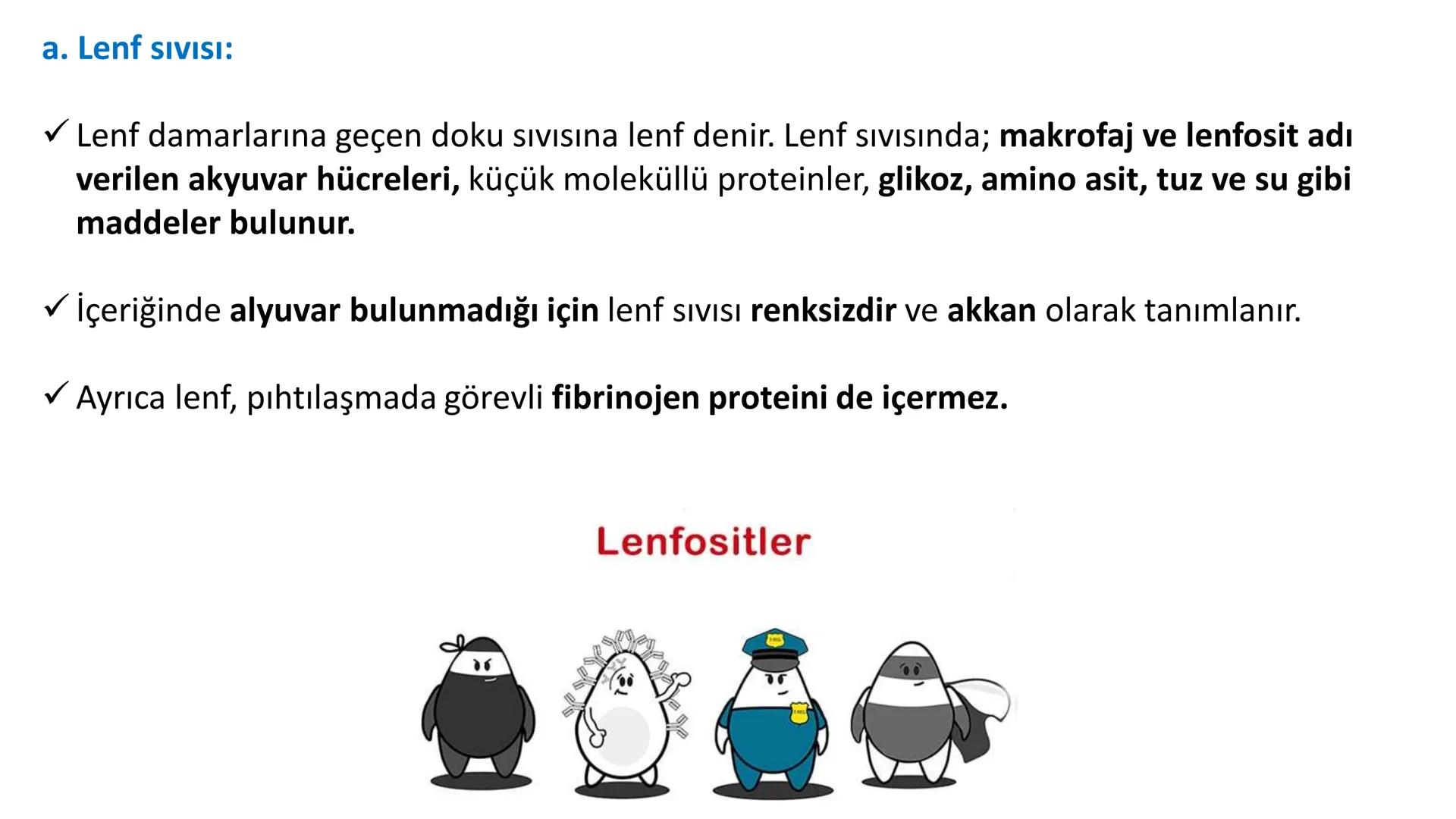 Lenf Dolaşımı
1. Kılcal damarların atardamar ucundan boşluğa geçen sıvının tamamı, toplardamar ucundan
kılcala geri emilemez ve bazı küçük k