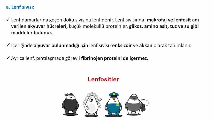 Lenf Dolaşımı
1. Kılcal damarların atardamar ucundan boşluğa geçen sıvının tamamı, toplardamar ucundan
kılcala geri emilemez ve bazı küçük k