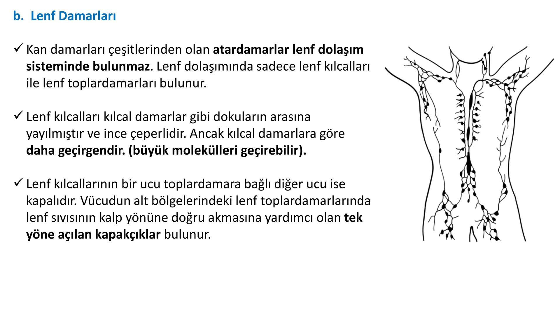 Lenf Dolaşımı
1. Kılcal damarların atardamar ucundan boşluğa geçen sıvının tamamı, toplardamar ucundan
kılcala geri emilemez ve bazı küçük k