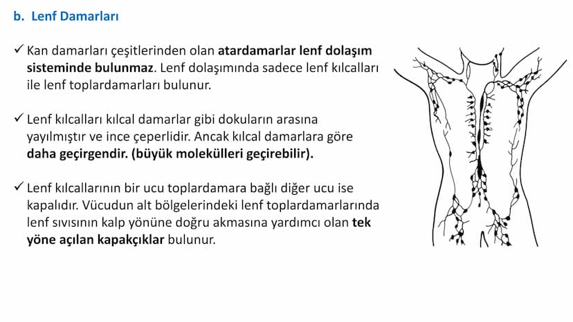 Lenf Dolaşımı
1. Kılcal damarların atardamar ucundan boşluğa geçen sıvının tamamı, toplardamar ucundan
kılcala geri emilemez ve bazı küçük k
