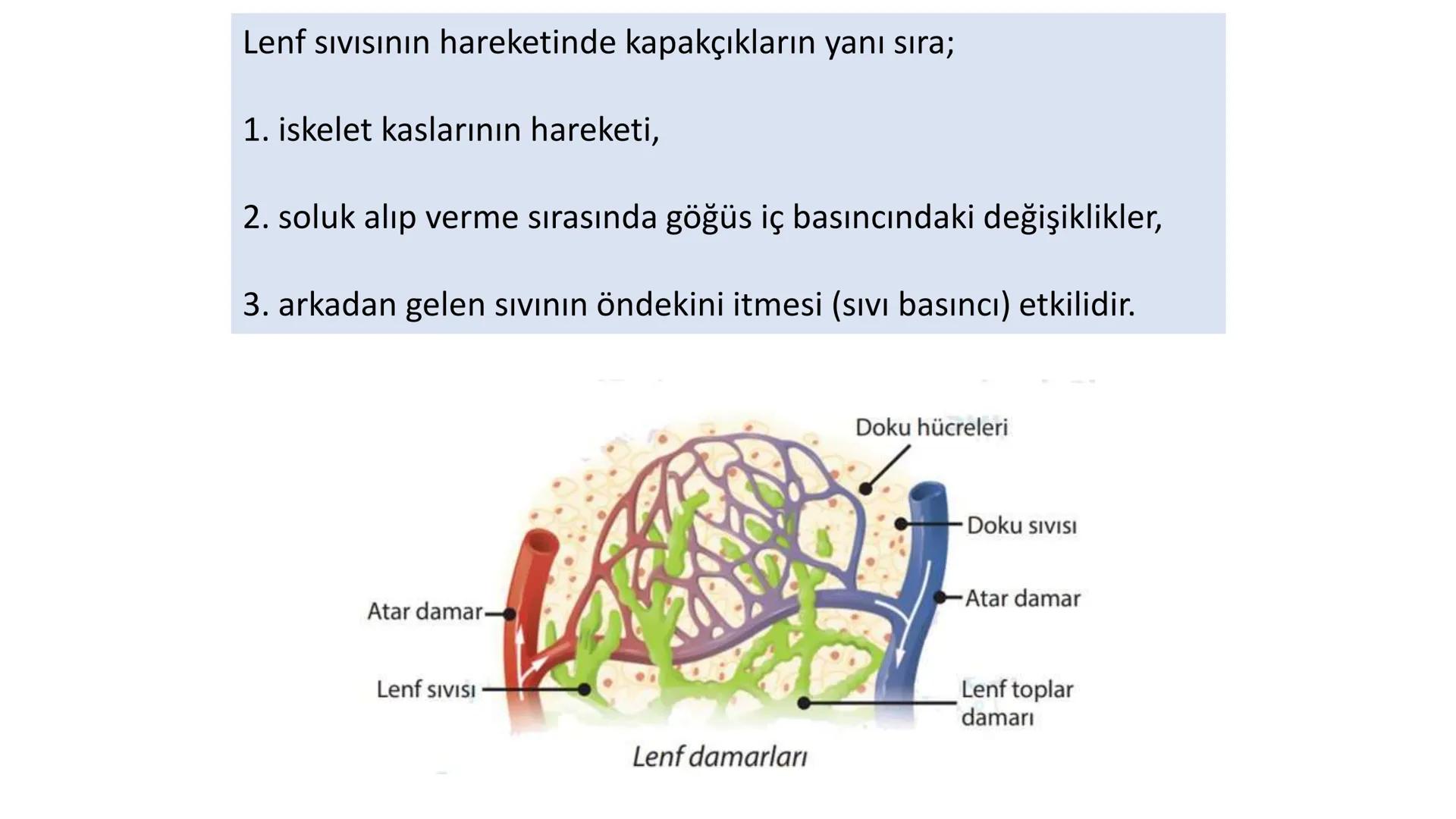 Lenf Dolaşımı
1. Kılcal damarların atardamar ucundan boşluğa geçen sıvının tamamı, toplardamar ucundan
kılcala geri emilemez ve bazı küçük k