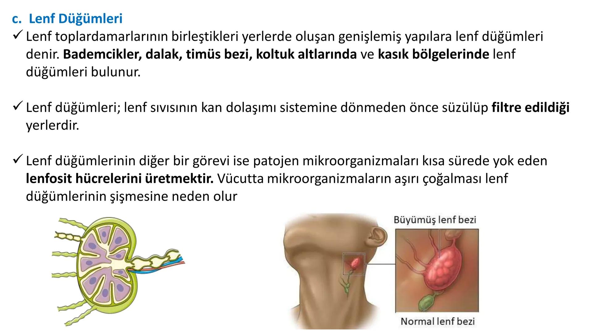 Lenf Dolaşımı
1. Kılcal damarların atardamar ucundan boşluğa geçen sıvının tamamı, toplardamar ucundan
kılcala geri emilemez ve bazı küçük k