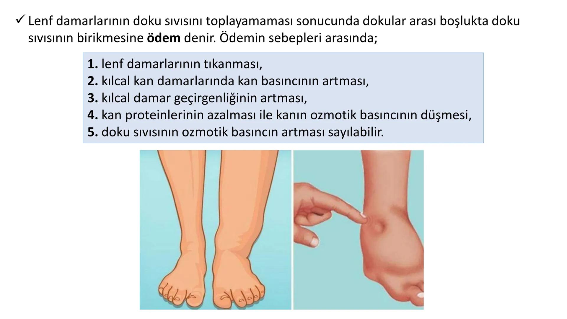 Lenf Dolaşımı
1. Kılcal damarların atardamar ucundan boşluğa geçen sıvının tamamı, toplardamar ucundan
kılcala geri emilemez ve bazı küçük k