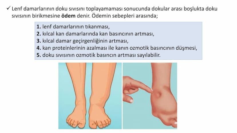 Lenf Dolaşımı
1. Kılcal damarların atardamar ucundan boşluğa geçen sıvının tamamı, toplardamar ucundan
kılcala geri emilemez ve bazı küçük k