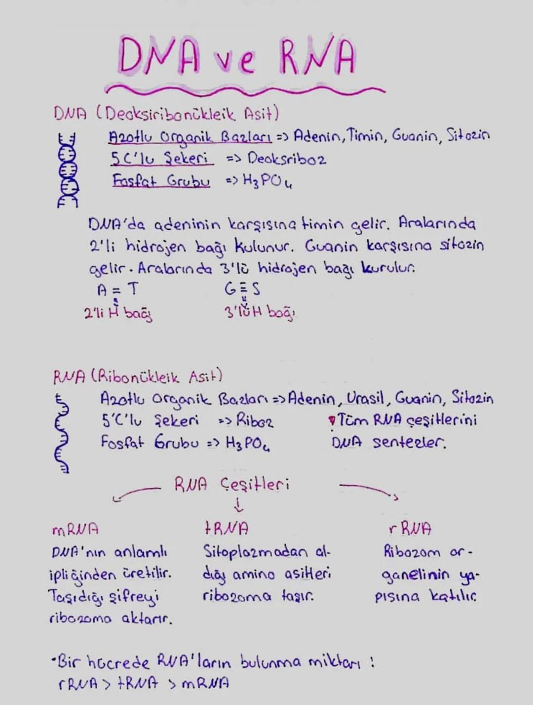 DNA ve RNA
DNA (Decksiribonukleik Asit)
Azotlu Organik Bazları => Adenin, Timin, Guanin, Sitazin
50'lu Şekeri => Deoksribo2
Fosfat Grubu => 