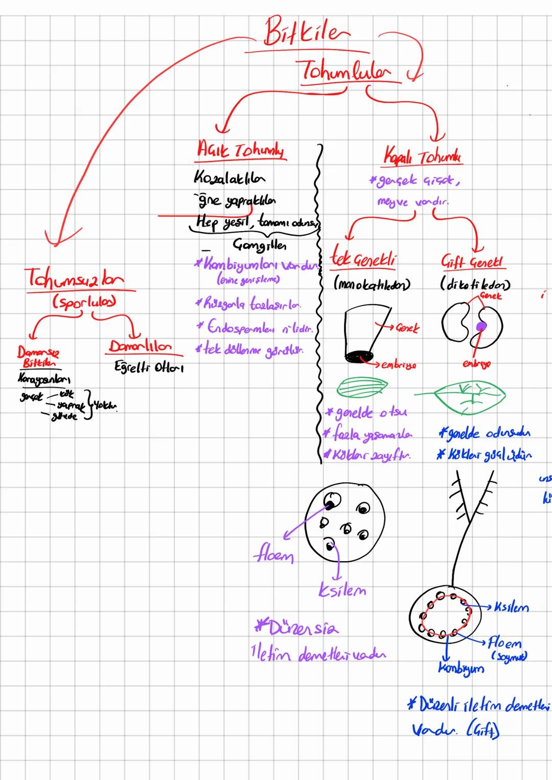 # Bitkile

# Tohumlular

Tchumsuz lon
(Sporlulos)

Damans12
Bittilen
Koraypanları

Açık Tohumly

Kozalaklıla
gne yapraklılar
Hep yeşil, tomo