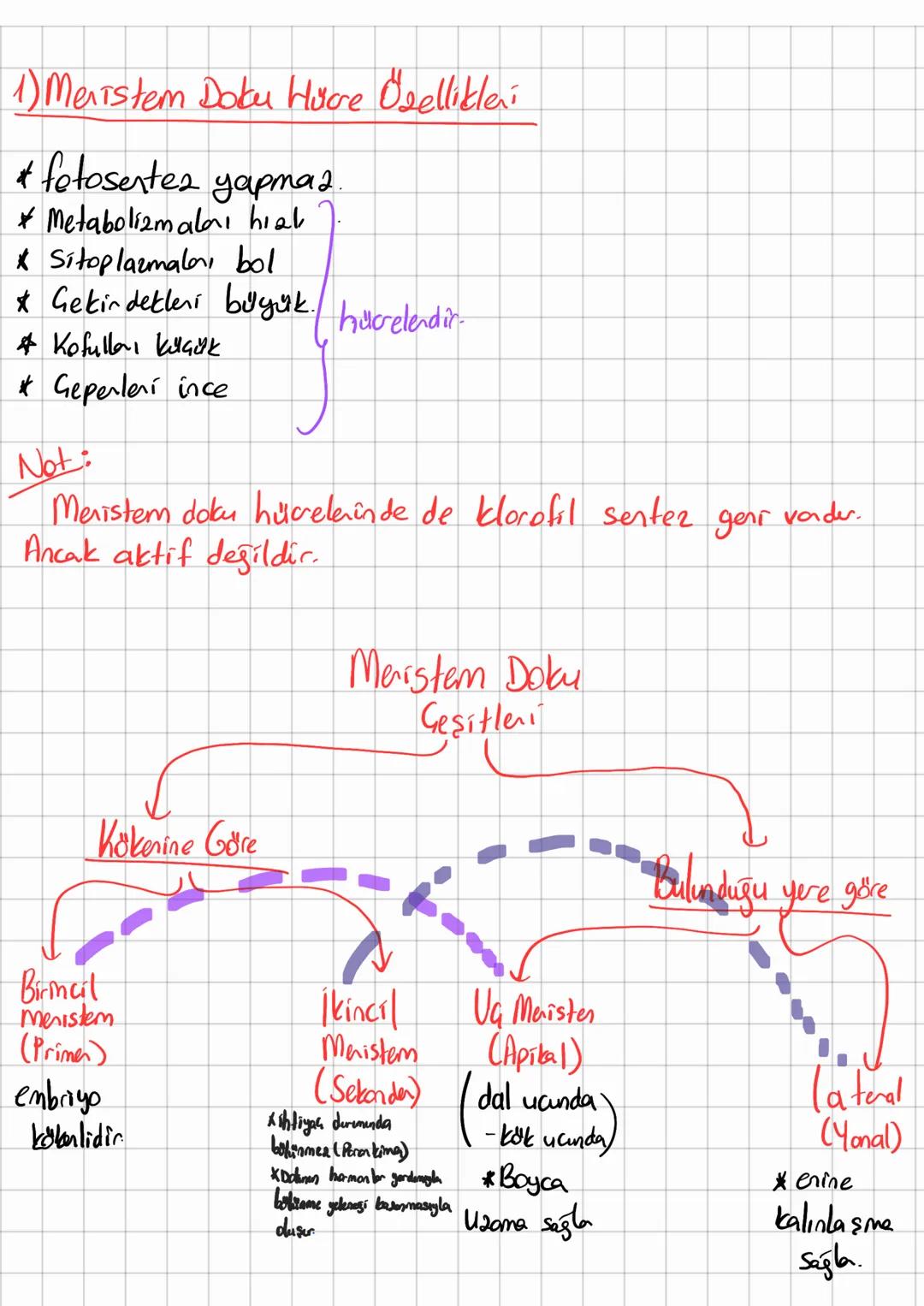 # Bitkile

# Tohumlular

Tchumsuz lon
(Sporlulos)

Damans12
Bittilen
Koraypanları

Açık Tohumly

Kozalaklıla
gne yapraklılar
Hep yeşil, tomo