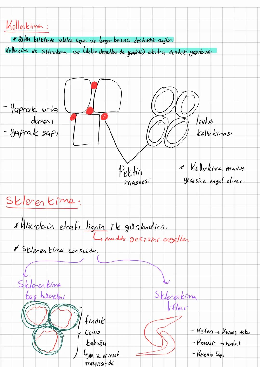 # Bitkile

# Tohumlular

Tchumsuz lon
(Sporlulos)

Damans12
Bittilen
Koraypanları

Açık Tohumly

Kozalaklıla
gne yapraklılar
Hep yeşil, tomo