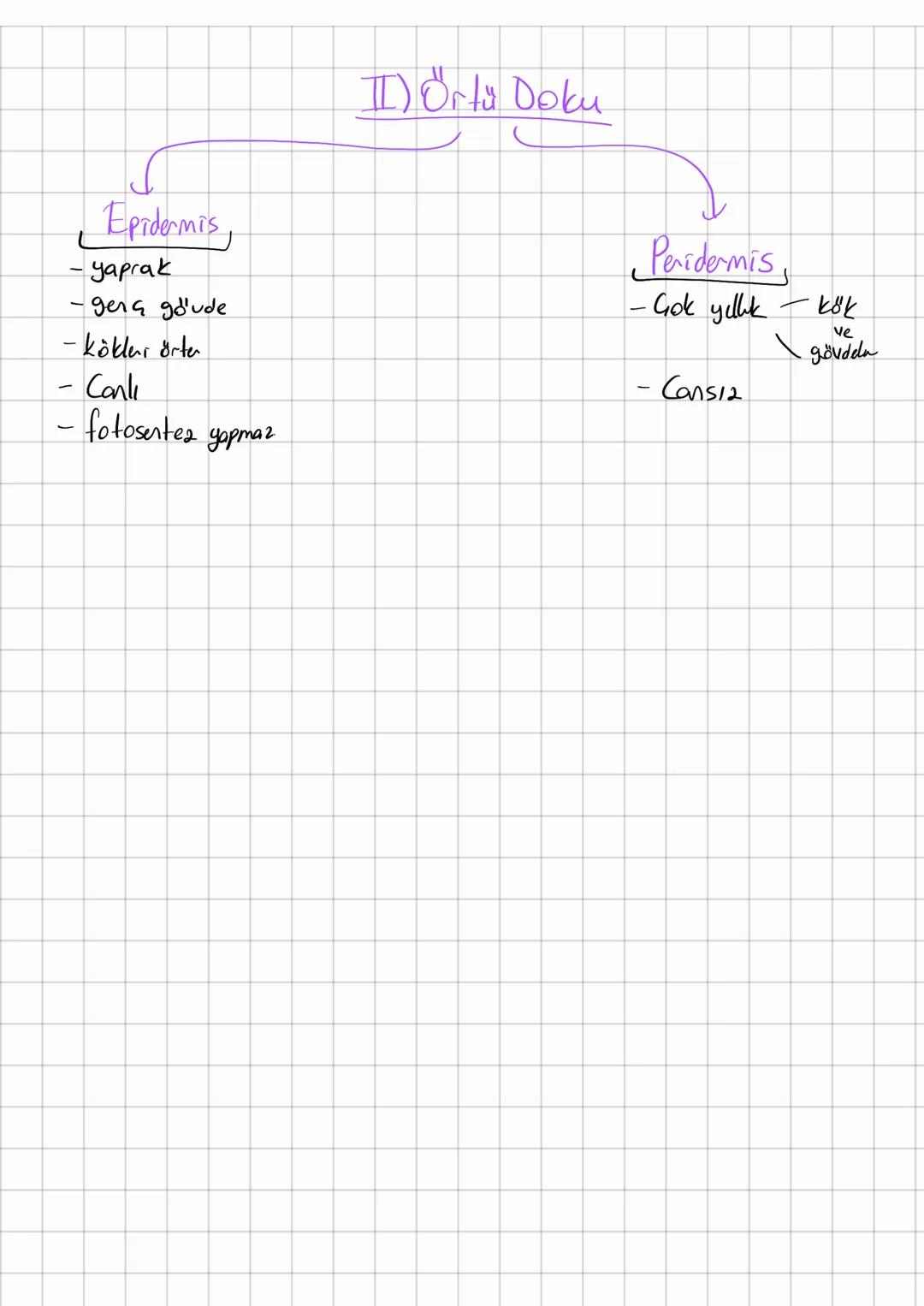 # Bitkile

# Tohumlular

Tchumsuz lon
(Sporlulos)

Damans12
Bittilen
Koraypanları

Açık Tohumly

Kozalaklıla
gne yapraklılar
Hep yeşil, tomo