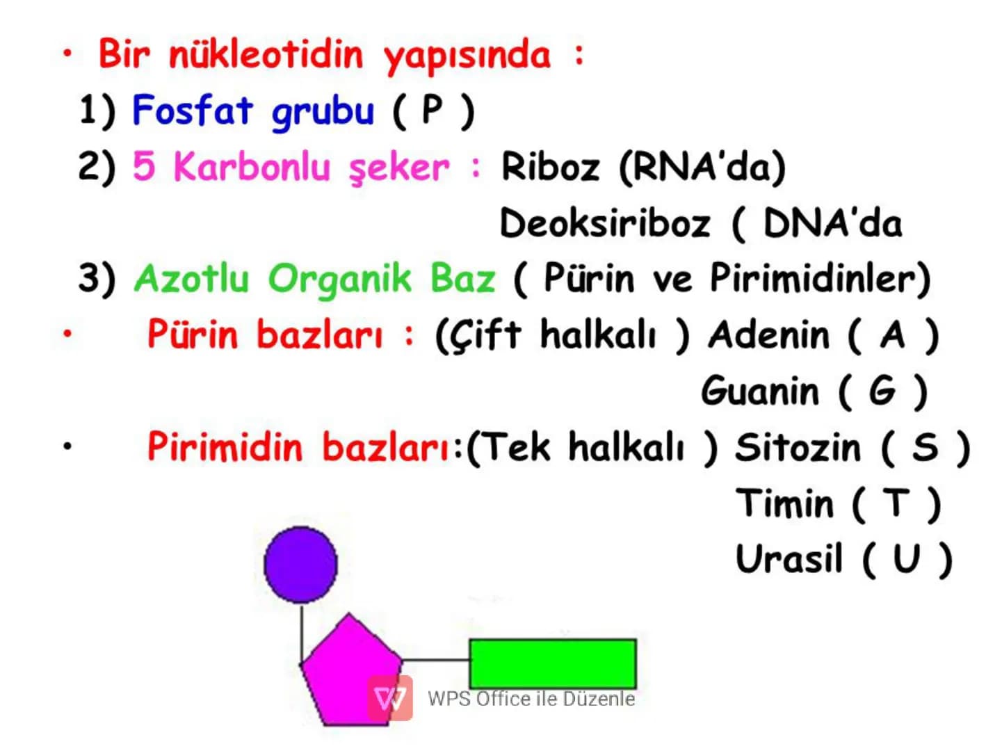 .
•
•
•
NÜKLEİK ASİTLER
✓ Canlılarda gerçekleşen tüm hayatsal olayları
denetleyen ve genetik özelliklerin nesilden
nesile aktarılmasını sağl