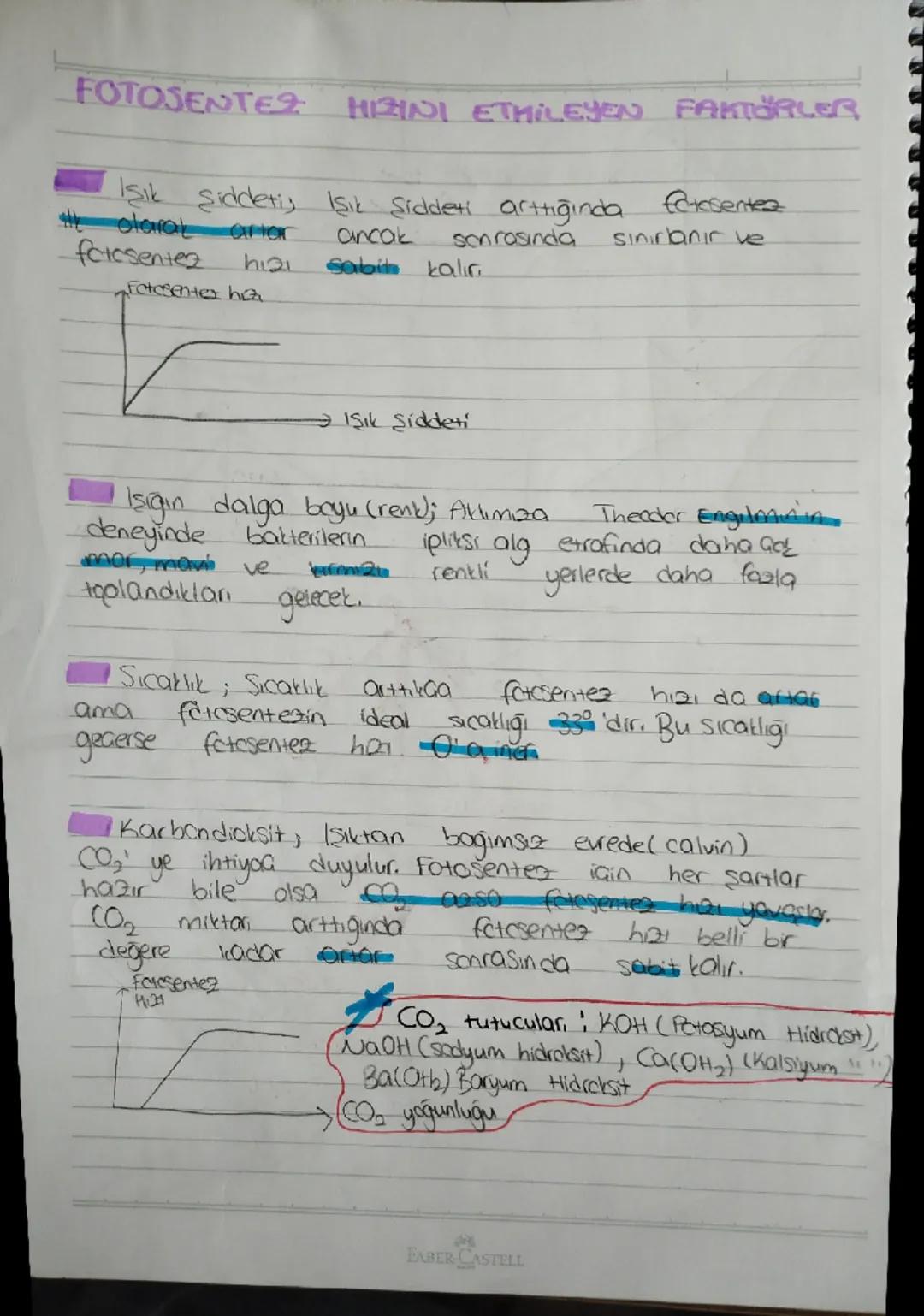 10. Sınıf fotosentez hızını etkileyen faktörler