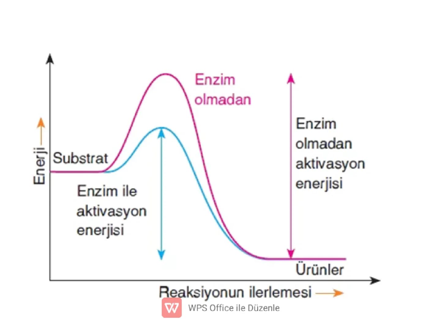 ENZİMLER
✔ Canlı vücudunda kimyasal
tepkimelerin gerçekleşmesine olanak
sağlayan organik maddelerdir.
(Biyolojik katalizörlerdir.)
W WPS Off