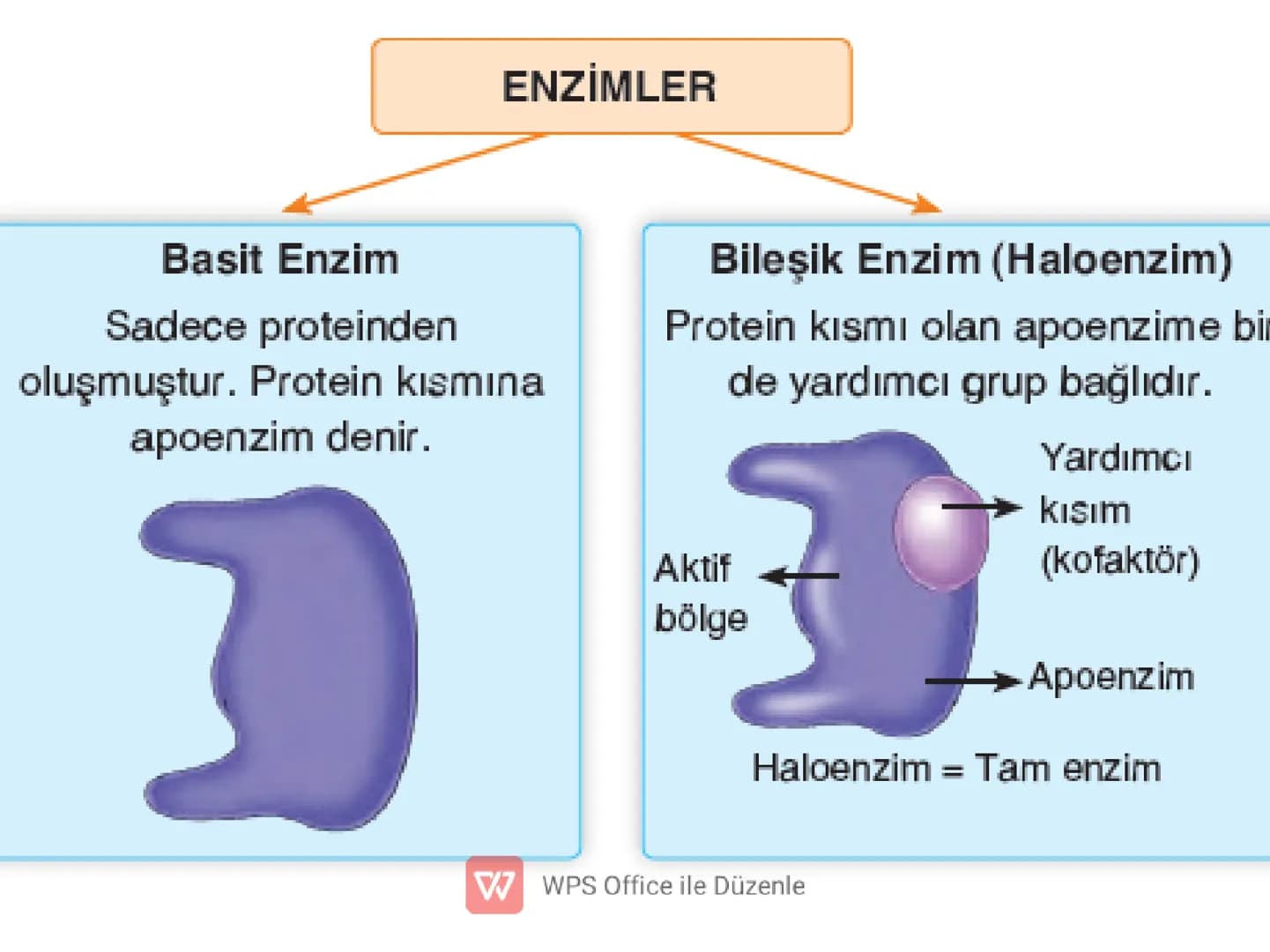 ENZİMLER
✔ Canlı vücudunda kimyasal
tepkimelerin gerçekleşmesine olanak
sağlayan organik maddelerdir.
(Biyolojik katalizörlerdir.)
W WPS Off