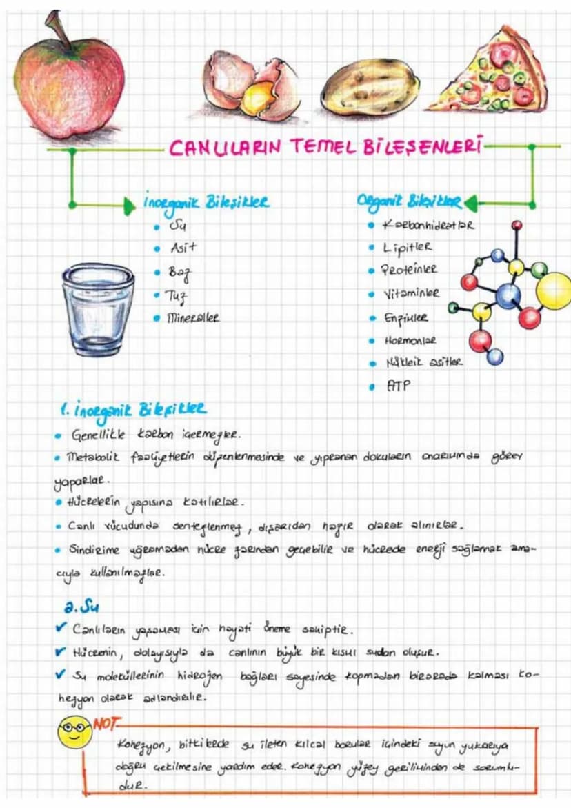 CANULARIN TEMEL BILESENLERİ-
Inorganik Bileşikler
• би
• Asit
•
•
Ваз
Tuz
•Mineraller
Oganit Bilekler
• KarbonhidratleR
•
Lipitler
Peoteinle