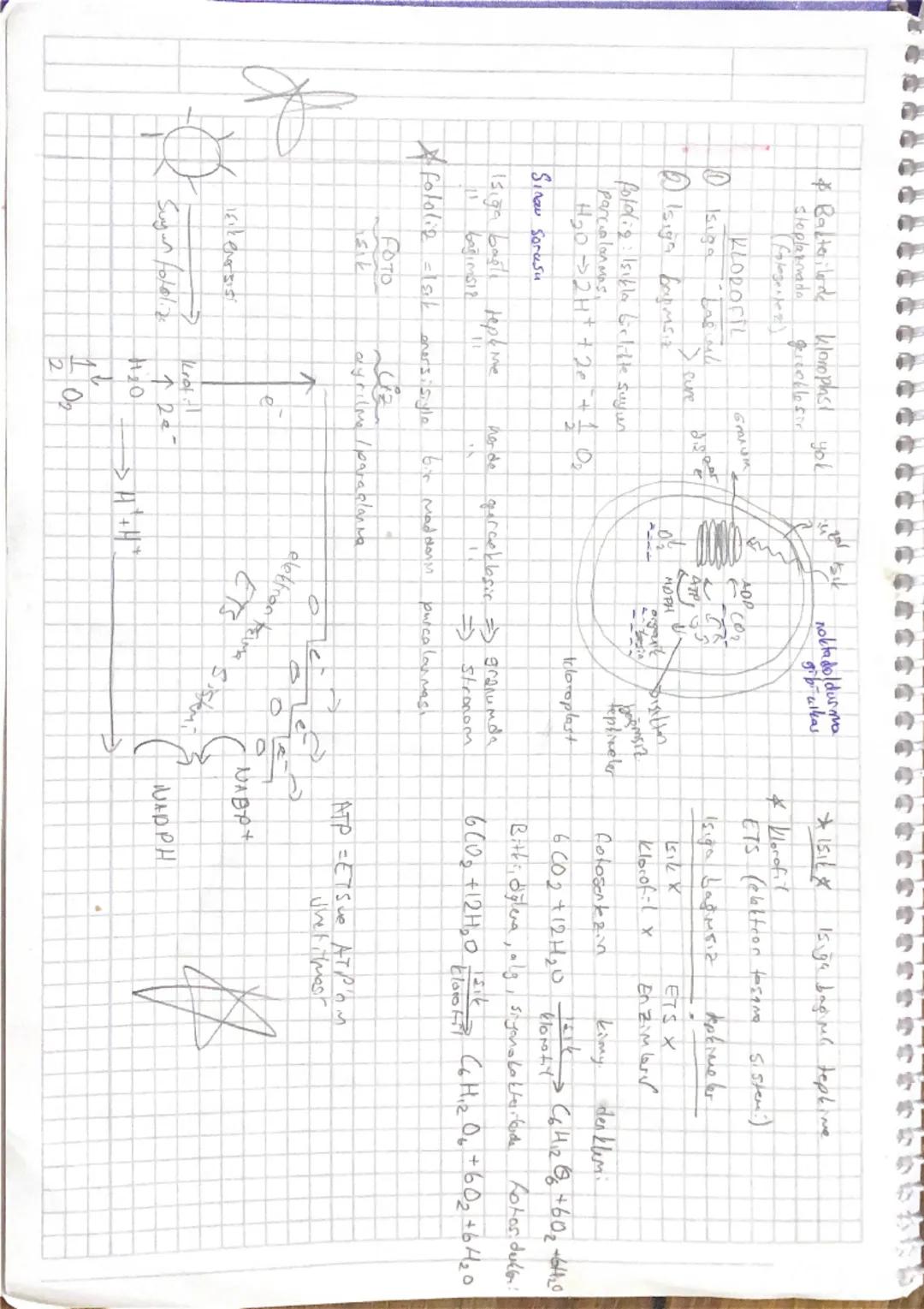 Enersi

-12 yapabilme yelengg dic
-Temel enersi kayna ghos
-Candlar dojn dan ja
- Jam dongül get gelen

Kounsantee işık yok.
fotosente

Gum
