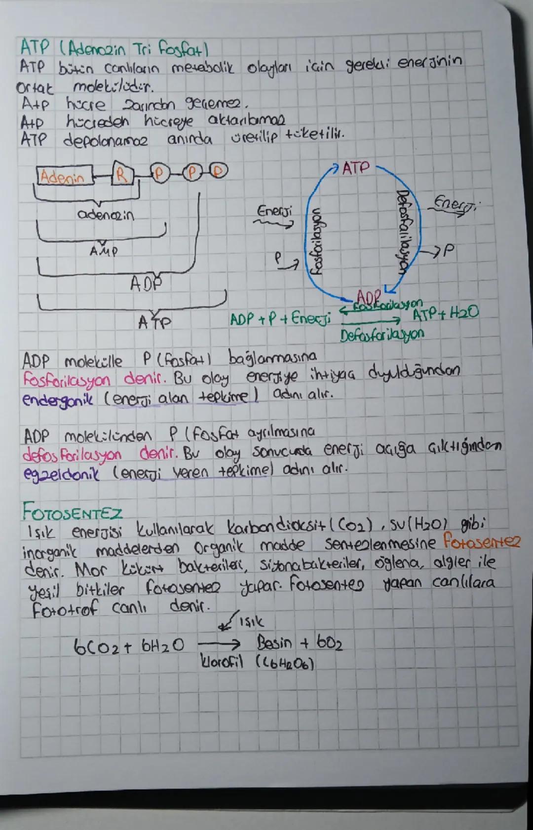  10. sınıf Biyoloji enerji fotosentez güneşten besinlere enerjinin önemi fotosentez