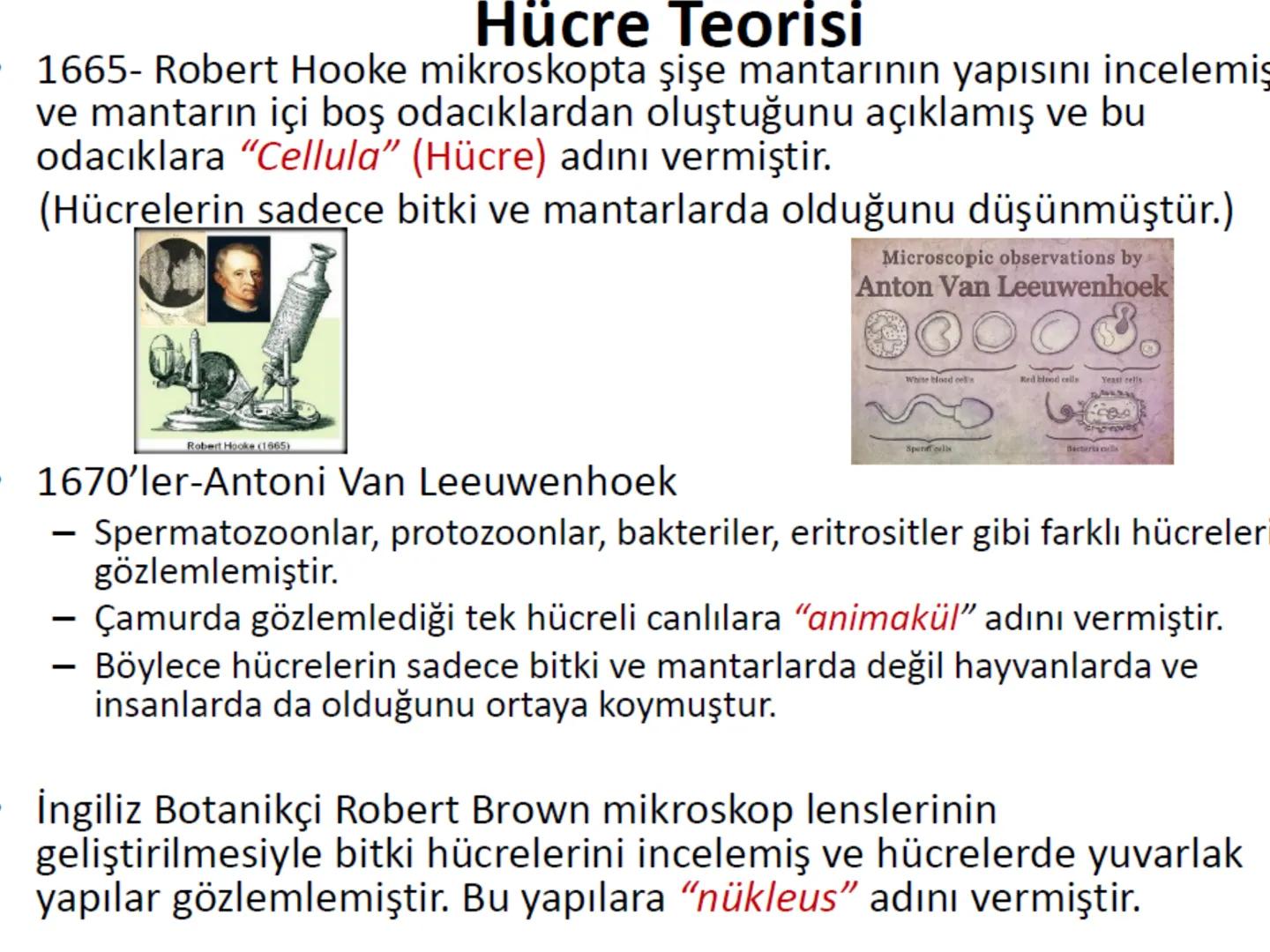 Hücre Teorisi
1665- Robert Hooke mikroskopta şişe mantarının yapısını incelemiş
ve mantarın içi boş odacıklardan oluştuğunu açıklamış ve bu
