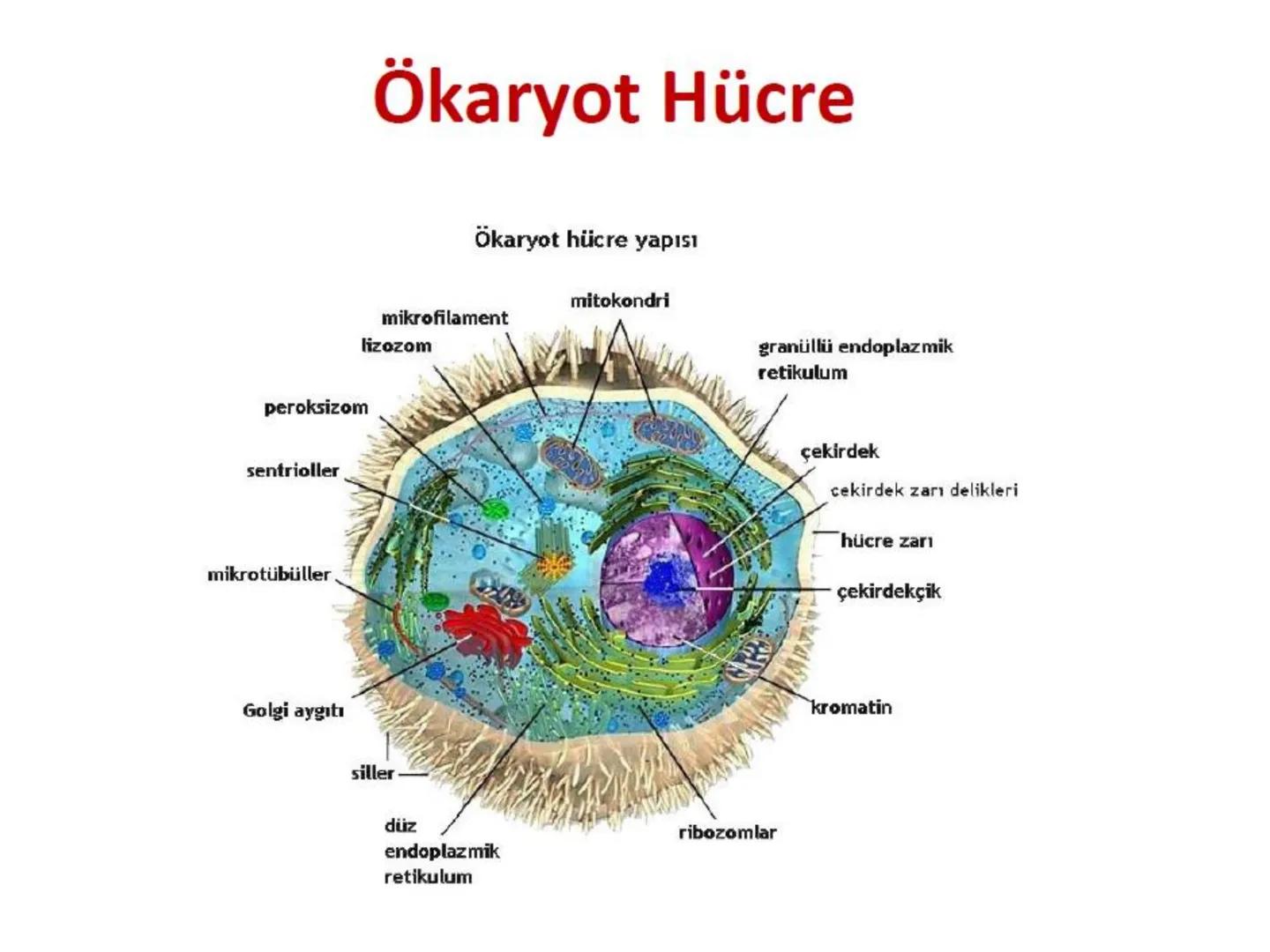 Hücre Teorisi
1665- Robert Hooke mikroskopta şişe mantarının yapısını incelemiş
ve mantarın içi boş odacıklardan oluştuğunu açıklamış ve bu
