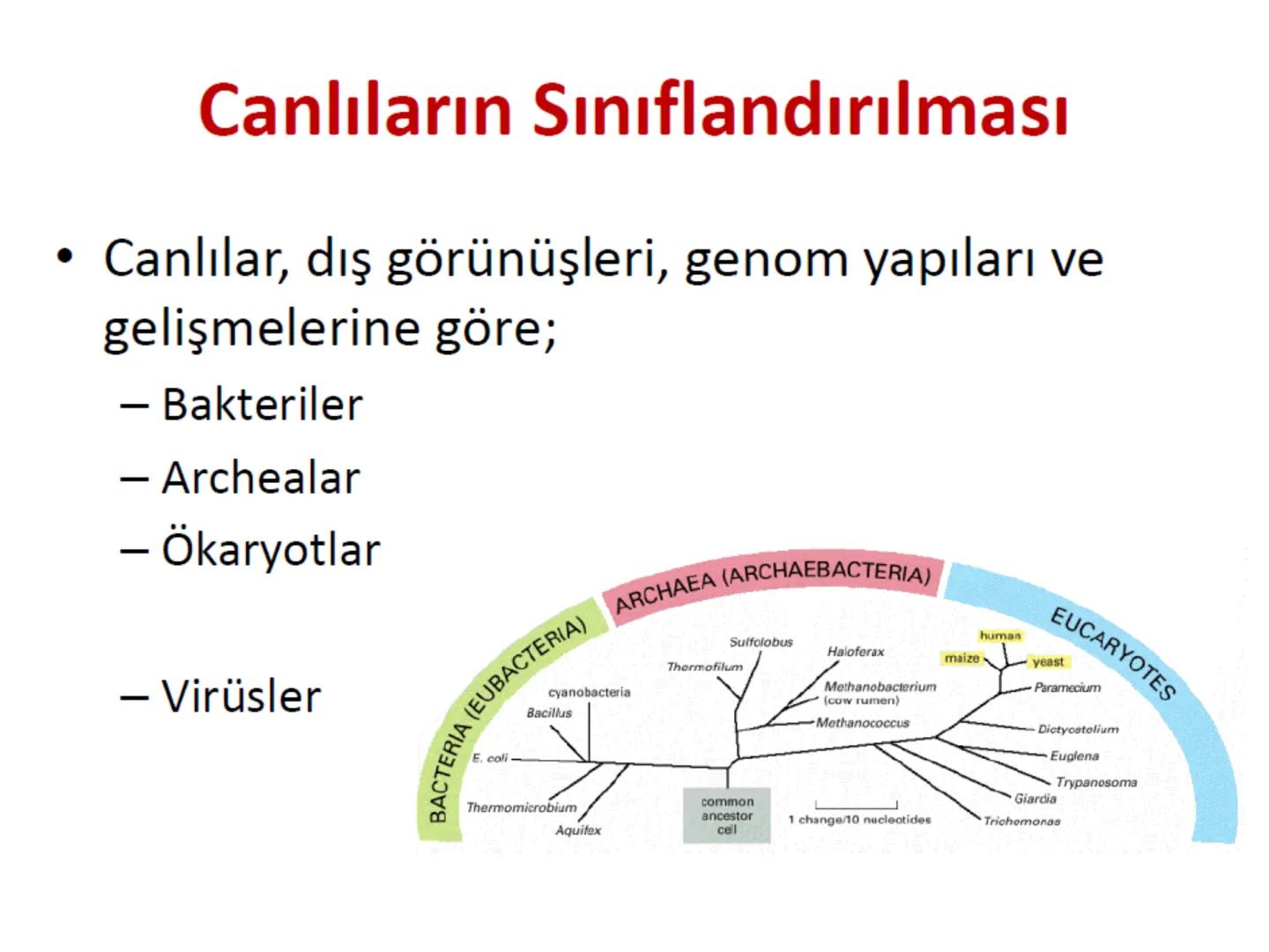 Hücre Teorisi
1665- Robert Hooke mikroskopta şişe mantarının yapısını incelemiş
ve mantarın içi boş odacıklardan oluştuğunu açıklamış ve bu
