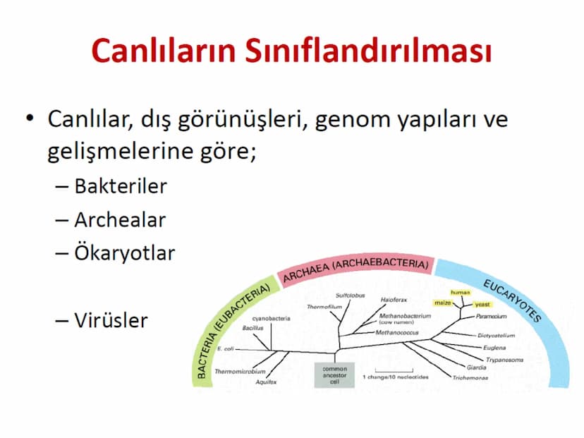 Hücre Teorisi
1665- Robert Hooke mikroskopta şişe mantarının yapısını incelemiş
ve mantarın içi boş odacıklardan oluştuğunu açıklamış ve bu
