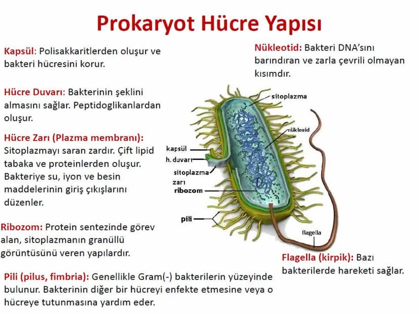 Hücre Teorisi
1665- Robert Hooke mikroskopta şişe mantarının yapısını incelemiş
ve mantarın içi boş odacıklardan oluştuğunu açıklamış ve bu
