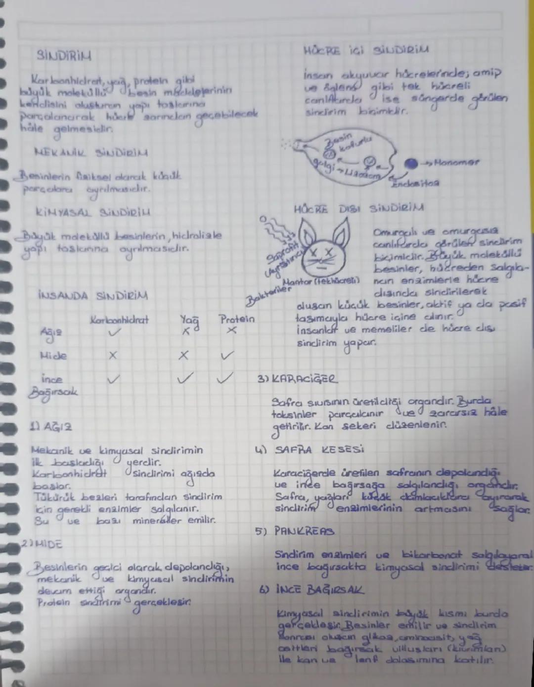 10. Sınıf Biyoloji maarif modeli SİNDİRİM SİSTEMİ