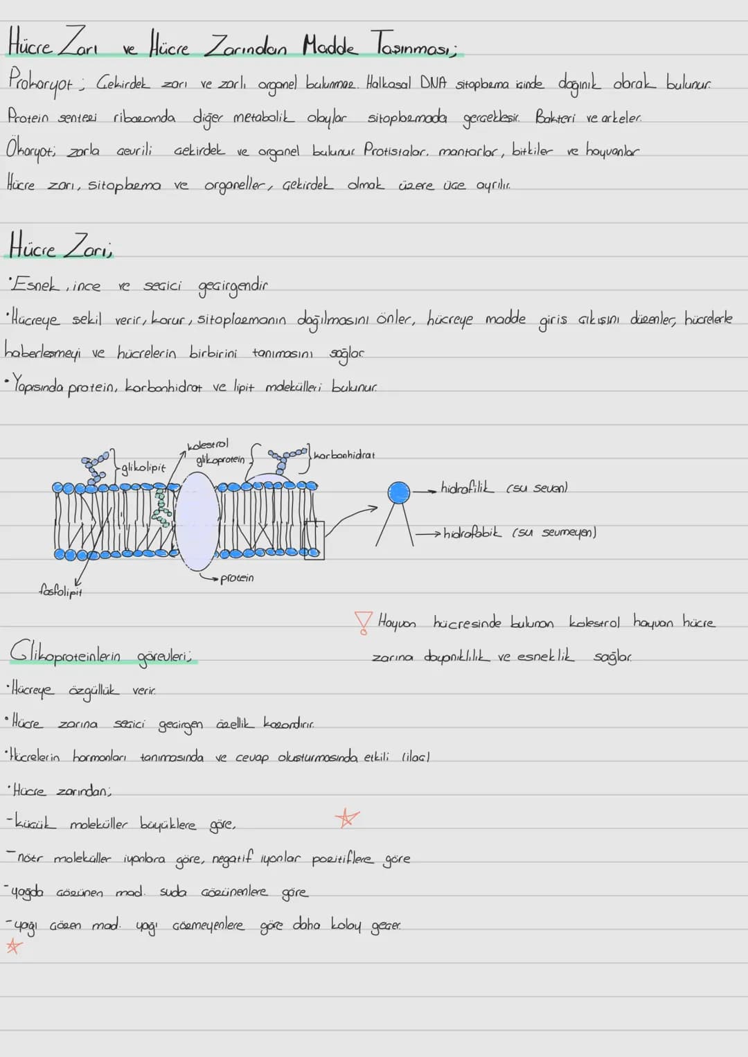 Hücre Zari
ve
-Hücre Zarından Madde Taşınması;
Prokaryot; Gekirdek zarı
ve zorli organel bulunmaz. Halkasal DNA sitopbema isinde dağınık obr