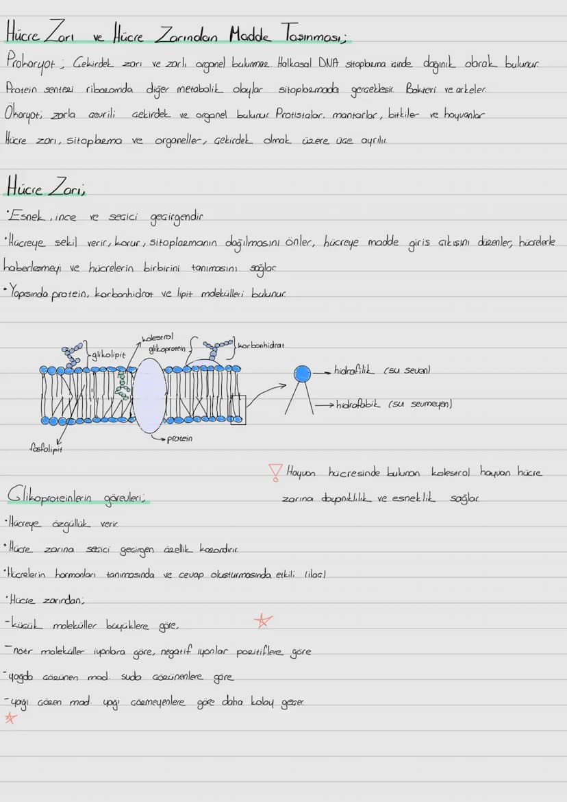 Hücre Zari
ve
-Hücre Zarından Madde Taşınması;
Prokaryot; Gekirdek zarı
ve zorli organel bulunmaz. Halkasal DNA sitopbema isinde dağınık obr