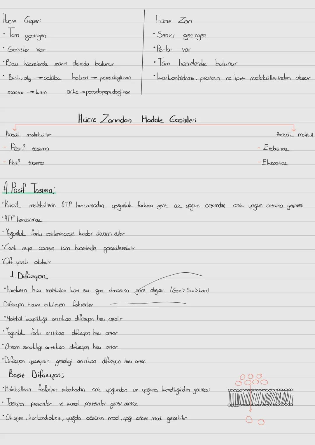Hücre Zari
ve
-Hücre Zarından Madde Taşınması;
Prokaryot; Gekirdek zarı
ve zorli organel bulunmaz. Halkasal DNA sitopbema isinde dağınık obr