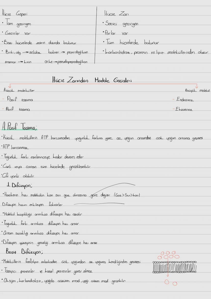 Hücre Zari
ve
-Hücre Zarından Madde Taşınması;
Prokaryot; Gekirdek zarı
ve zorli organel bulunmaz. Halkasal DNA sitopbema isinde dağınık obr