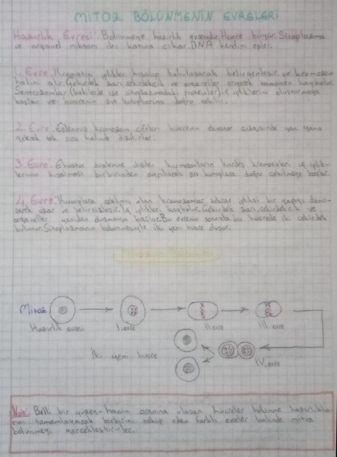 # MİTOZ BÖLÜNMENİN EVRELERİ

Hazırlık Evresi: Bölünmeye hazırlık evresidir.Hücre büyür.Sitoplazma ve organel miktarı iki katına çıkar.DNA ke