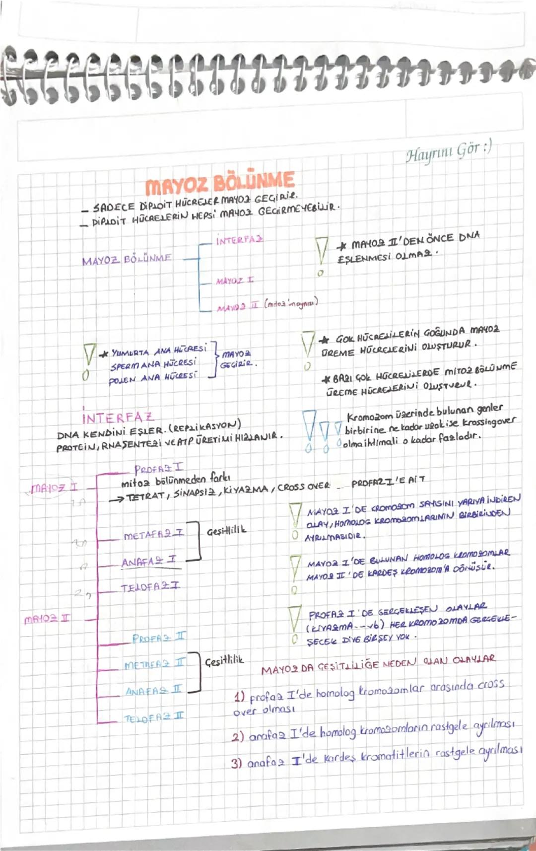 Mayoz bölünme biyoloji tyt özet 