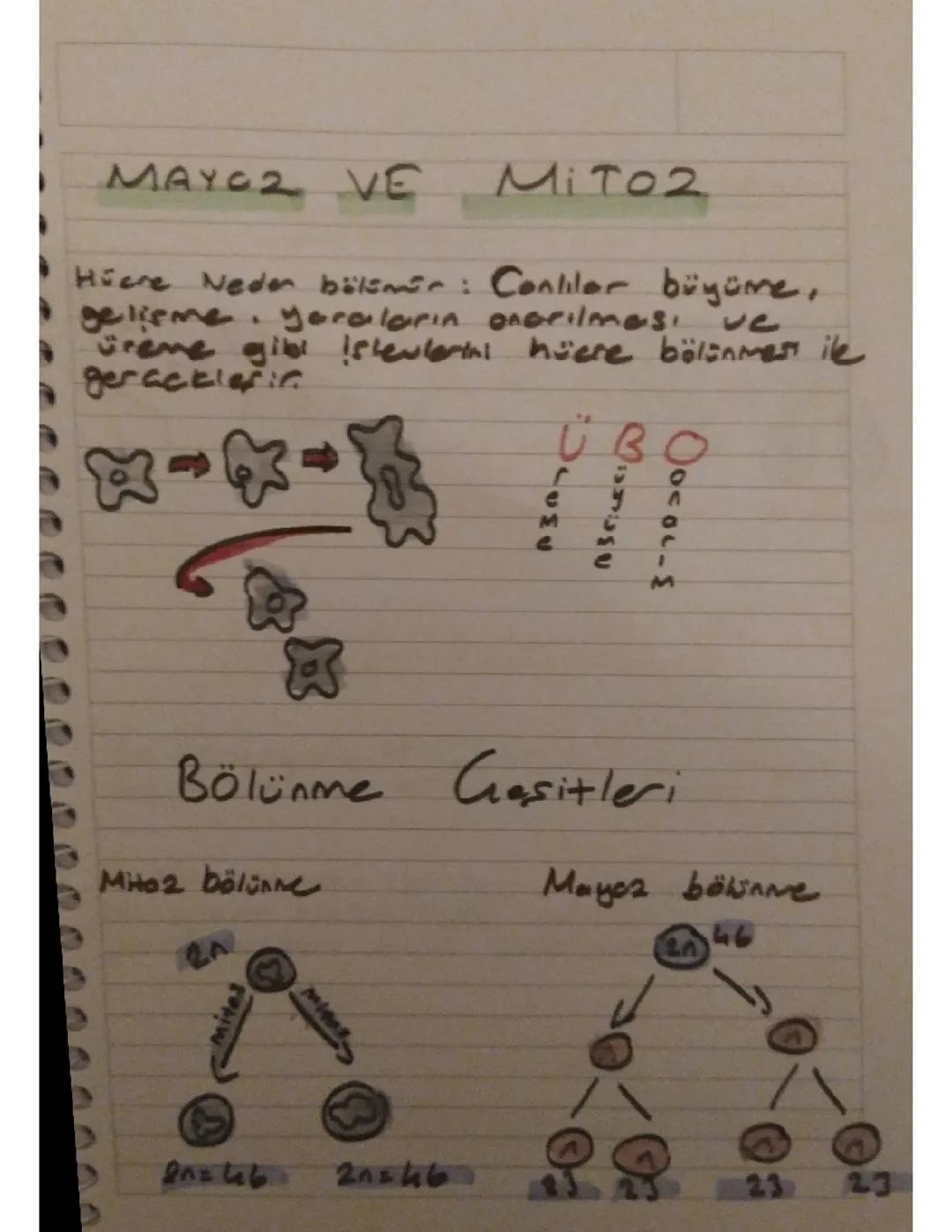 7. SINIF FEN BİLİMLERİ MAYOZ VE MİTOZ