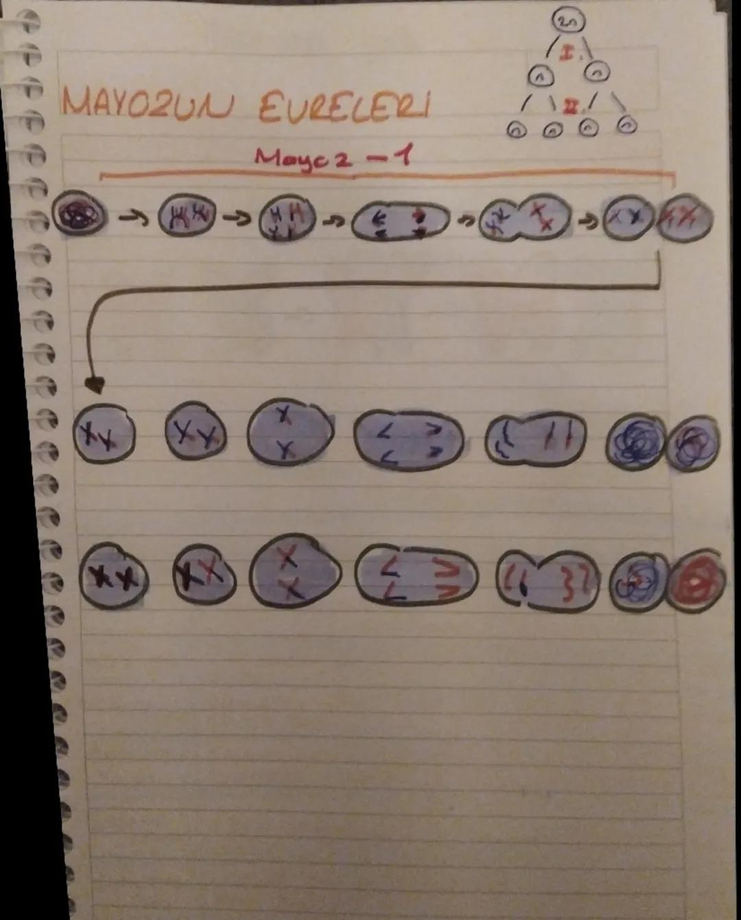 MAYOR VE
MiTo2
Hiere Neder bölmir: Conlilar büyüme,
• gelirme. yaraların onarılması ve
Greme gibi islevlertal häere bölünmesi ile
gerackler 