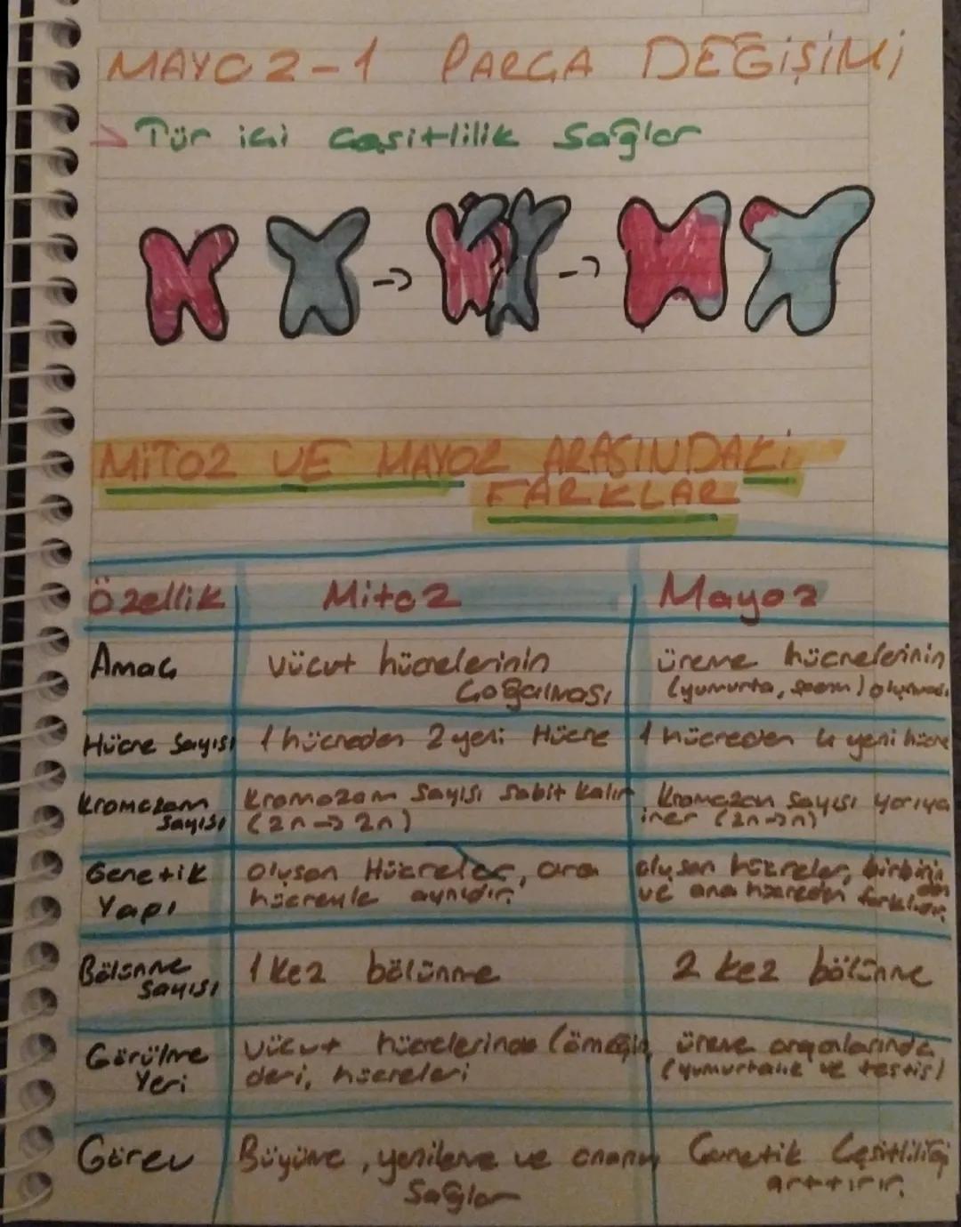 MAYOR VE
MiTo2
Hiere Neder bölmir: Conlilar büyüme,
• gelirme. yaraların onarılması ve
Greme gibi islevlertal häere bölünmesi ile
gerackler 