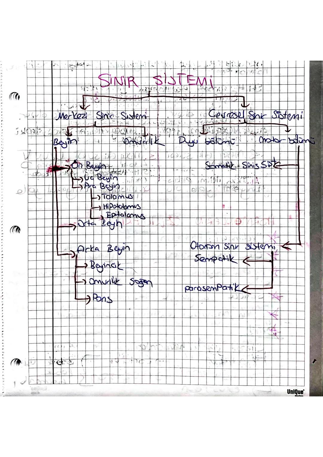 Sinir sistemı ve endokrin bez 
