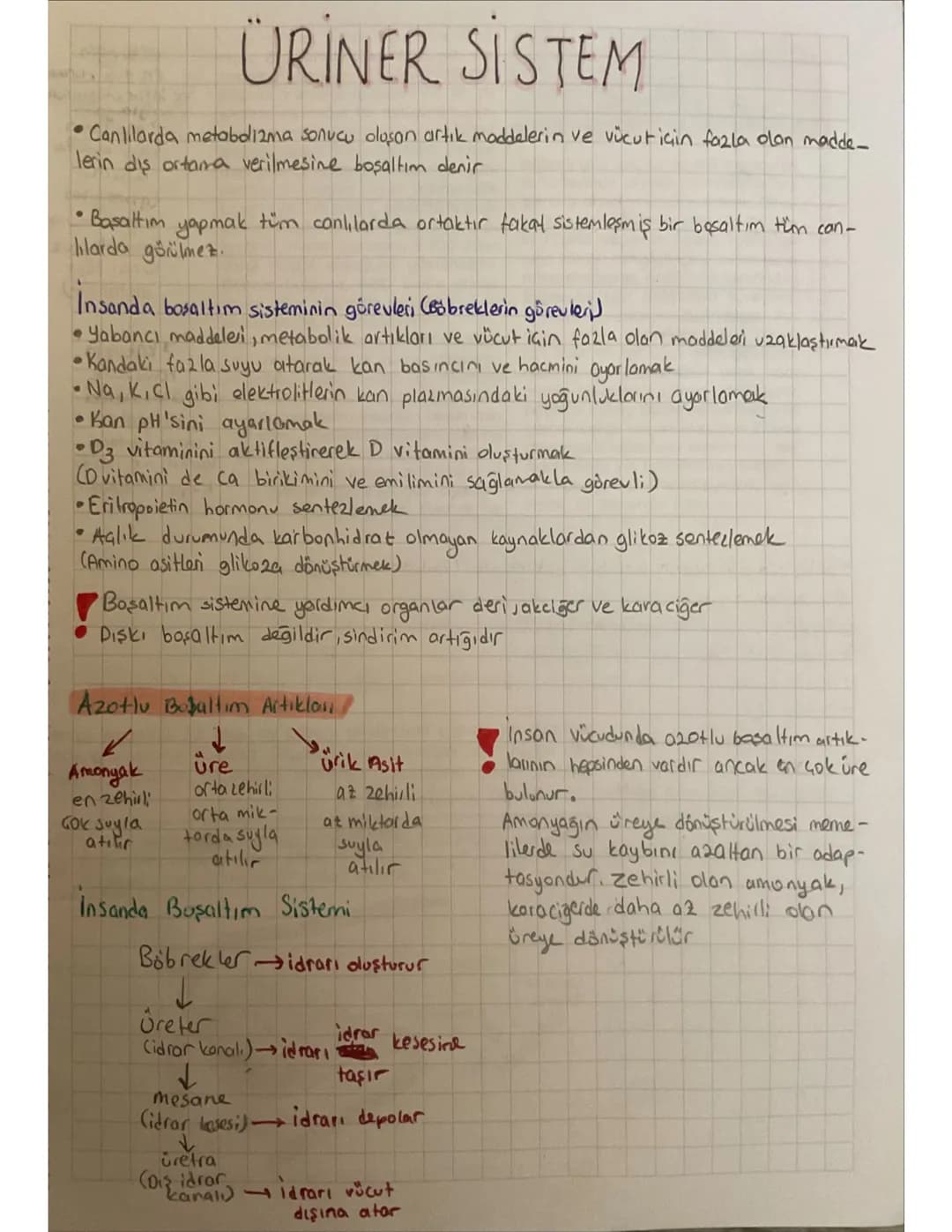 Böbreklerin Görevleri, Boşaltım Sistemi ve Glomerulus Özellikleri