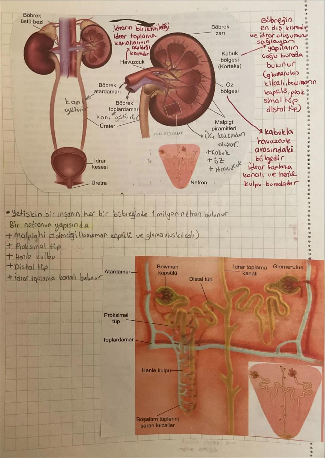 •
ÜRİNER SİSTEM
Canlılarda metabolizma sonucu oluşan artık maddelerin ve vücut için fazla olan madde-
lerin diş ortama verilmesine boşaltım 