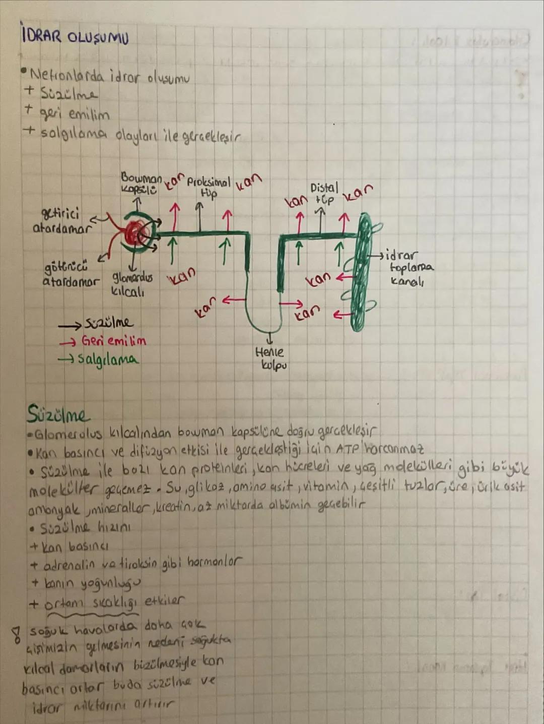 •
ÜRİNER SİSTEM
Canlılarda metabolizma sonucu oluşan artık maddelerin ve vücut için fazla olan madde-
lerin diş ortama verilmesine boşaltım 