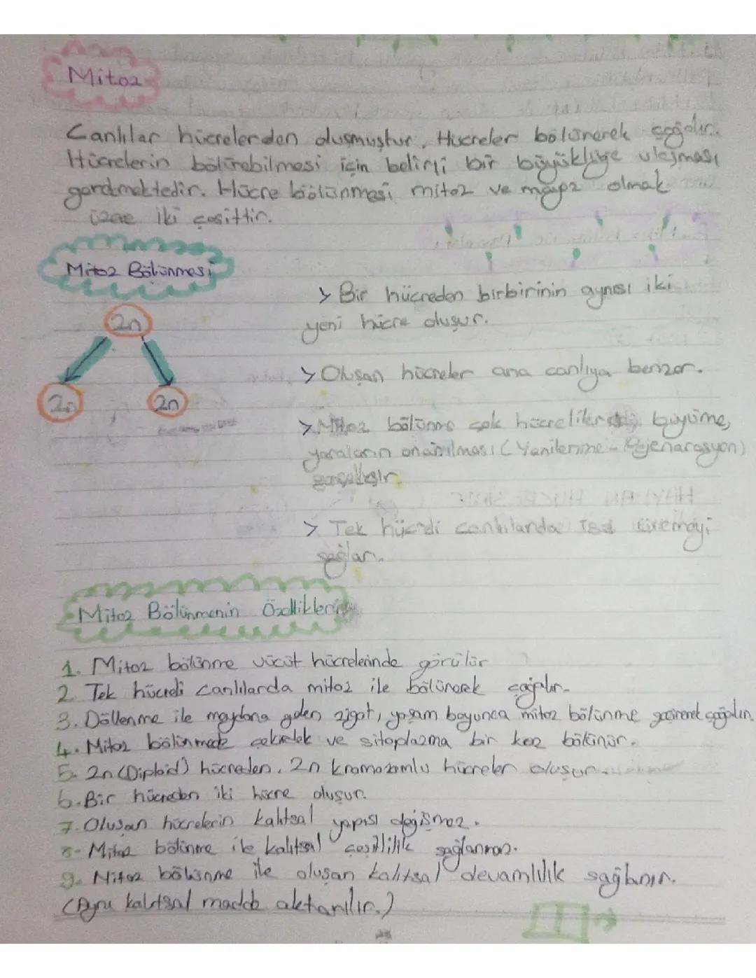 Fen Bilimleri 7. Sınıf: Mitoz Bölünme Rehberi