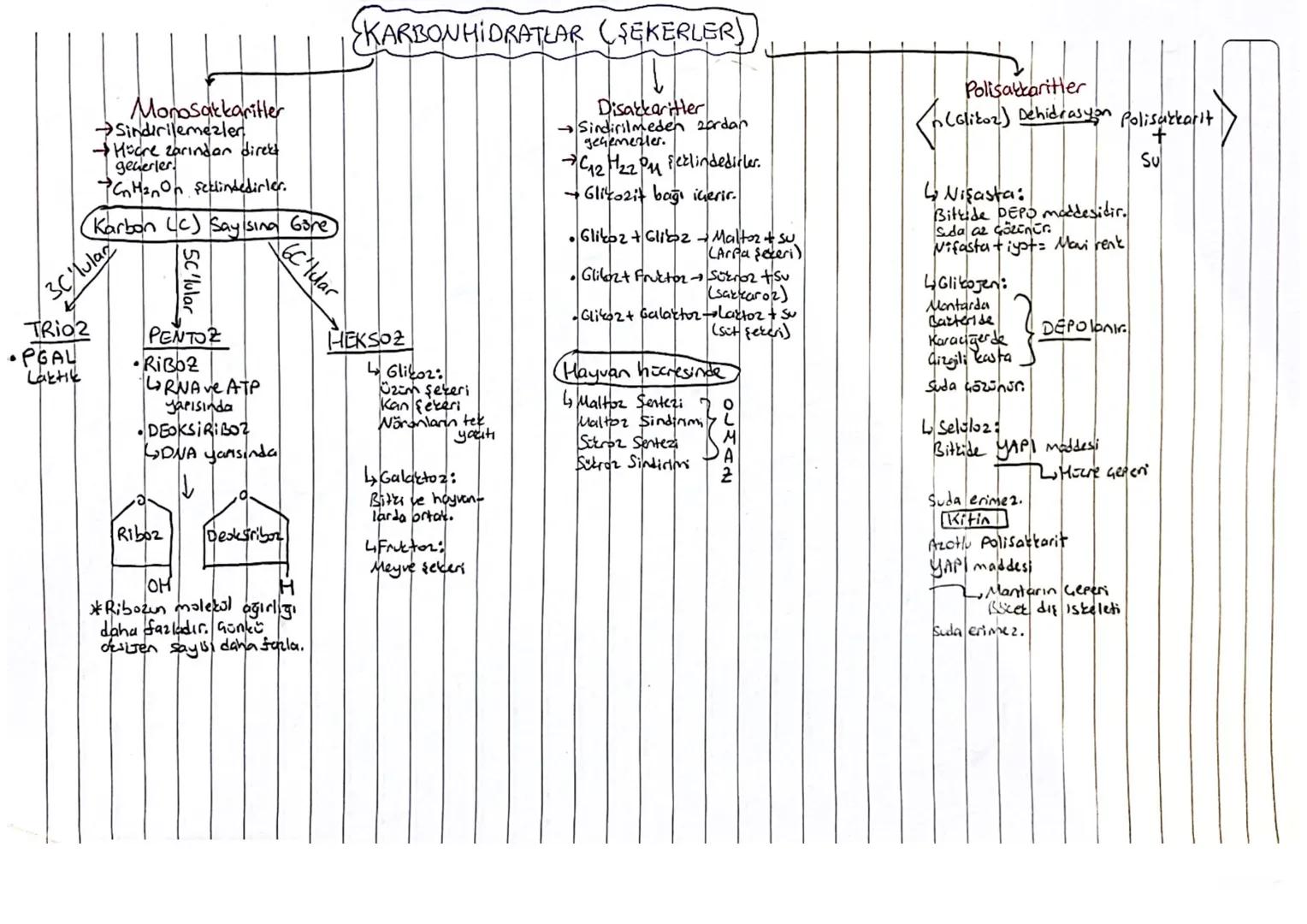 .
KARBONHİDRATLAR (SEKERLER)
Monosakkaritler
→Sindirilemezler
→Hücre zarından direct
generler
CnMan On şeklindedirler.
(Karbon (C) Say sina 