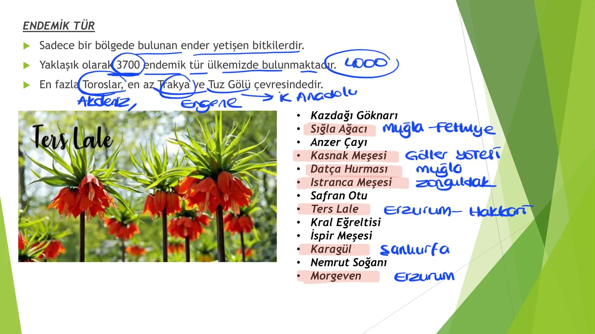 TÜRKİYE'NİN İKLİMİ İklim
Mutlak Konum
matematik
► Akdeniz İklimi görülür.
► Batı rüzgarları görülür.
‣ Cephe yağışları etkilidir.
Dört mevsi