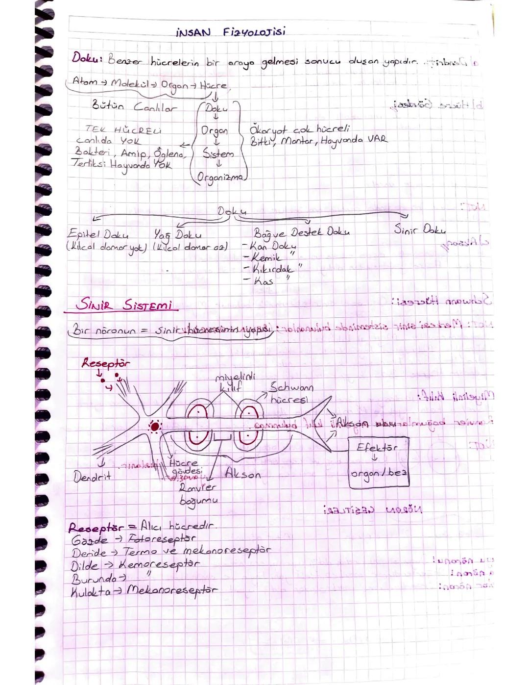 11. Sınıf Biyoloji Sinir Sistemi Notu
