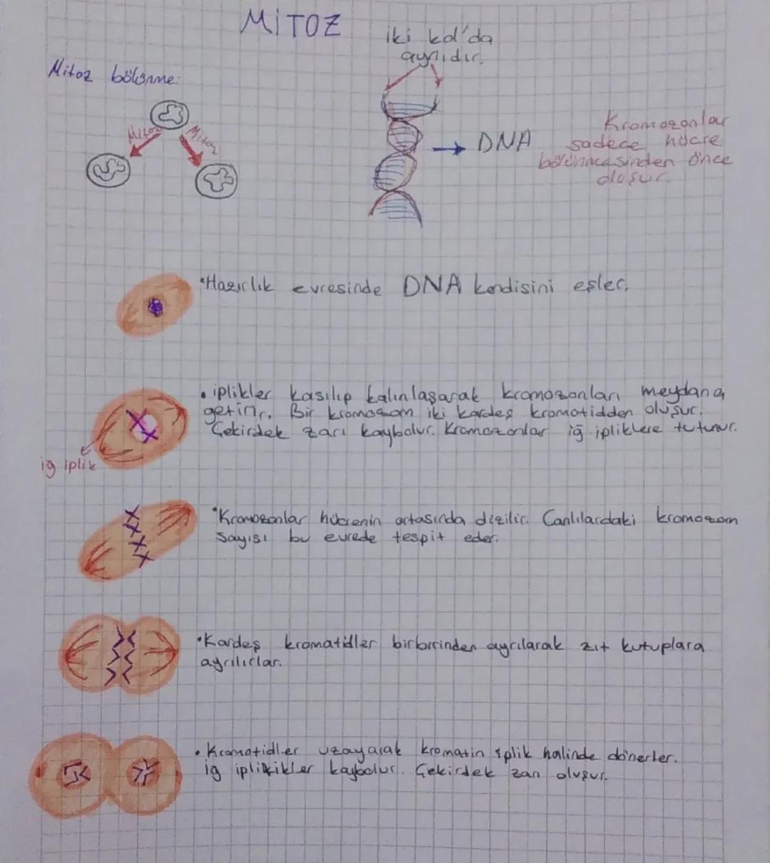 7. Sınıf Mitoz Bölünme Evreleri ve Detayları