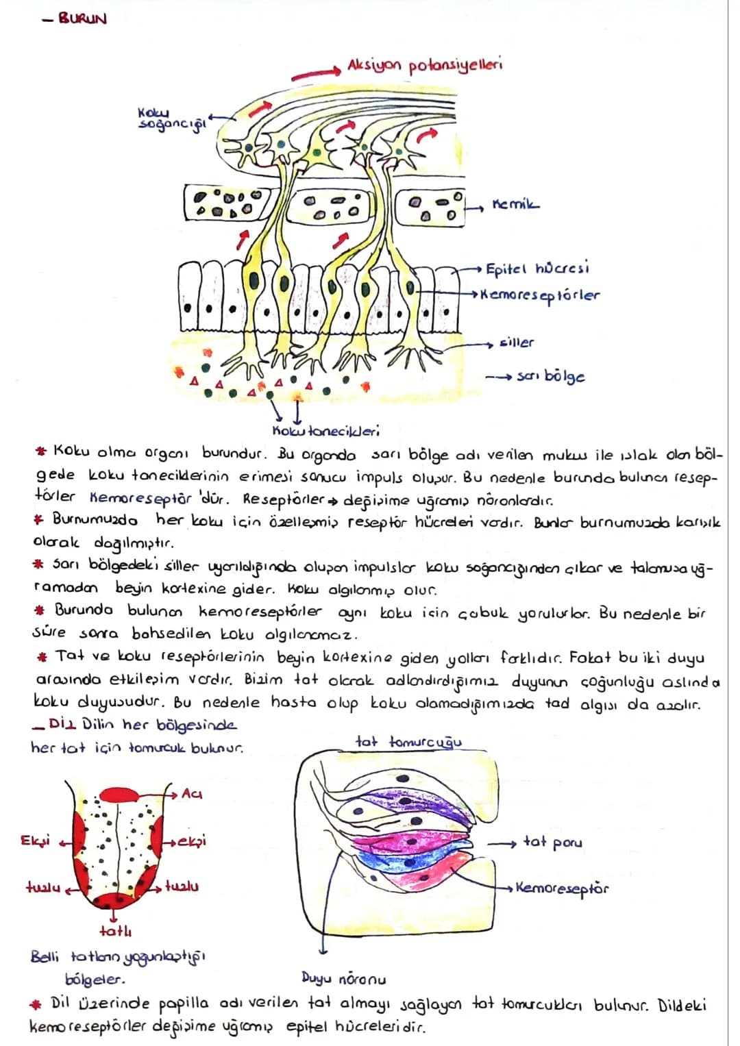 Göz
DUYU ORGANLARI
Gözbebeği
Komea
(saydam tabako)
in's
Kirpiksi koular
mercek kaskari
*Dipton ice doğru 3 tabakadan olmur.
sert tabaka (skl