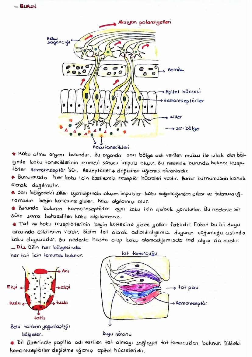 Göz
DUYU ORGANLARI
Gözbebeği
Komea
(saydam tabako)
in's
Kirpiksi koular
mercek kaskari
*Dipton ice doğru 3 tabakadan olmur.
sert tabaka (skl