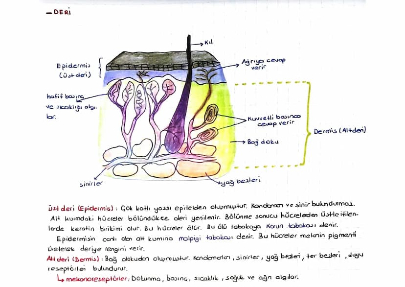 Göz
DUYU ORGANLARI
Gözbebeği
Komea
(saydam tabako)
in's
Kirpiksi koular
mercek kaskari
*Dipton ice doğru 3 tabakadan olmur.
sert tabaka (skl
