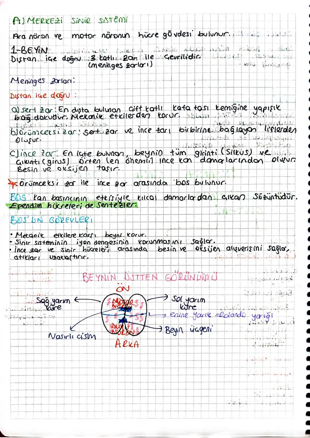 AMERKEZI SiNie SISTĒMi
Ara nöron ve motor nöronun hücre gövdesi bulunur.
1-BEYIN
12 ་
Distan ice doğru, 3 katlı Zan ile Gevrilidic
Meninges 