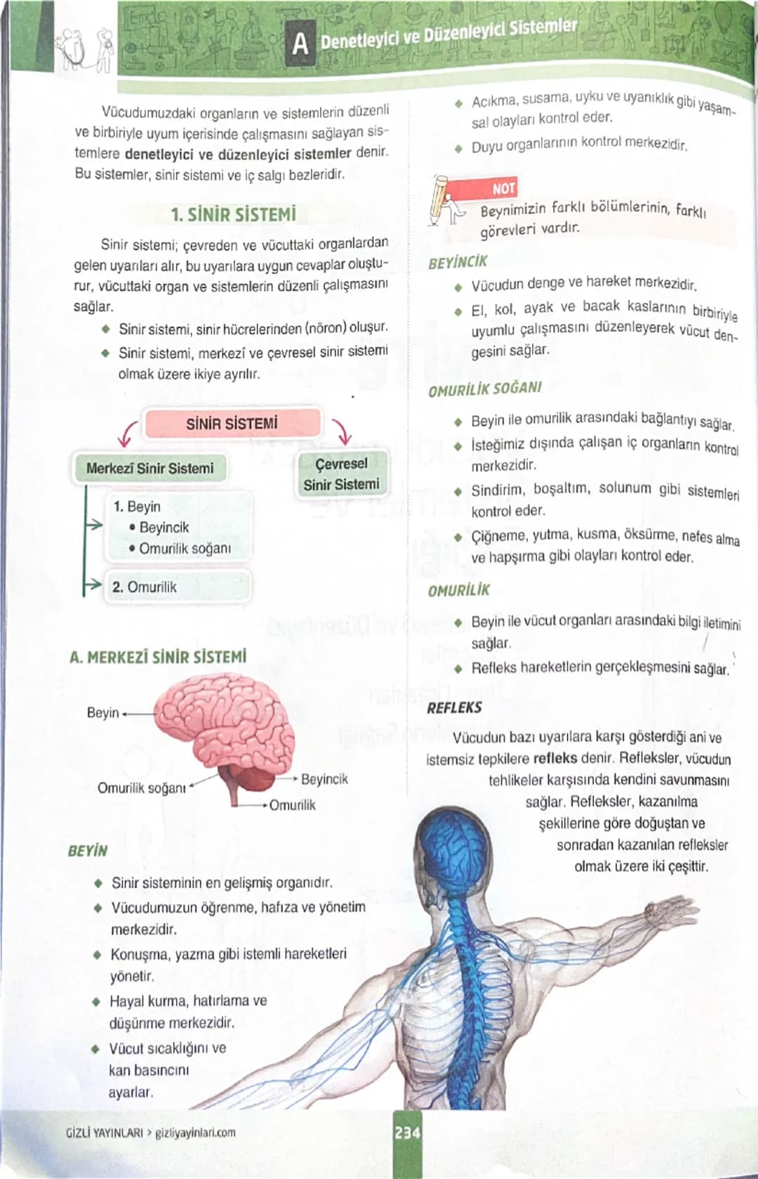 --- OCR Start ---
HİPOFİZ BEZİ
Denetleyici ve Düzenleyici Sistemler
Beynin alt kısmında, nohut büyüklüğünde olan
bir bezdir.
◆ Salgıladığı h